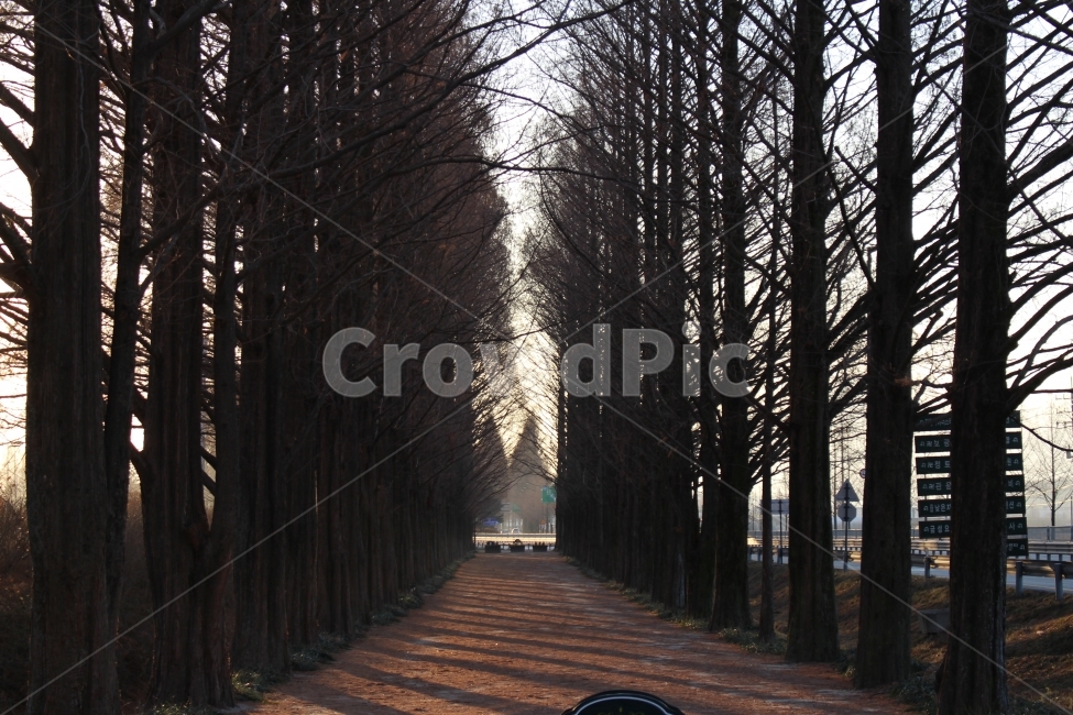 나무,가로수,메타세콰이어,자연,담양,겨울,계절,winter,season,자연,풍경,nature,landscape,한국자연풍경,한국자연경관,korea nature landscape,식물,plants,나무,trees,wood,path,통로