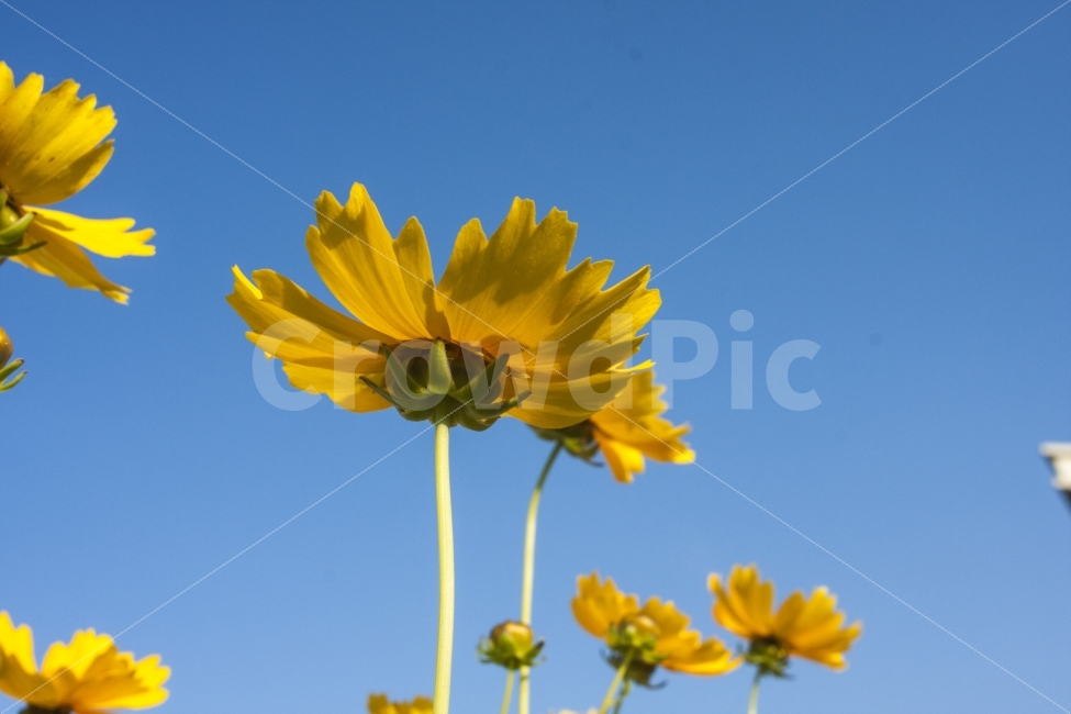 꽃,노란꽃,자연,하늘,여유,식물,자연,plants,nature,꽃,flower