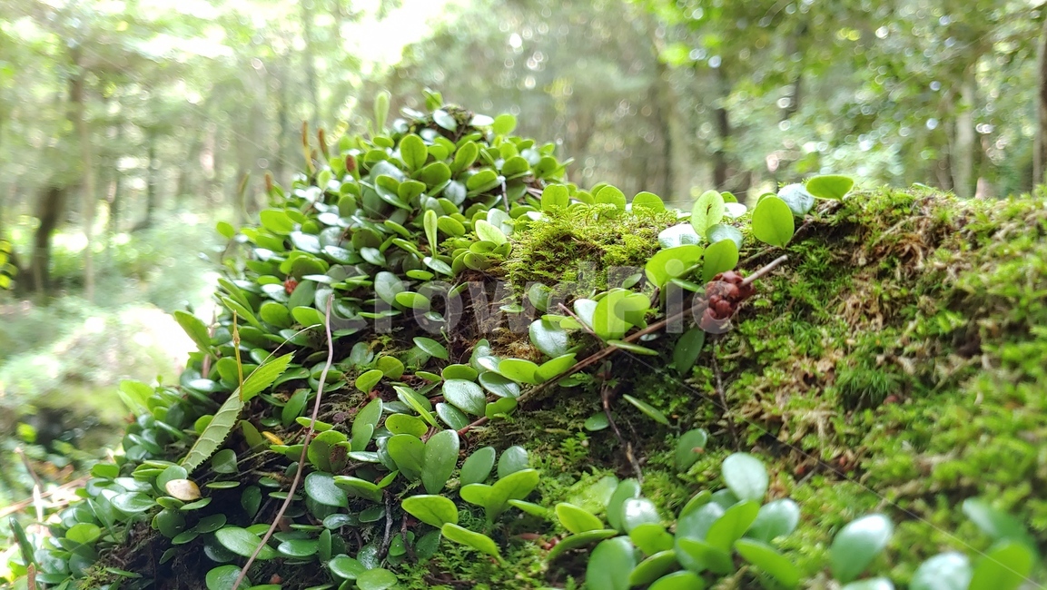 콩짜개덩굴,작은잎식물,자연,양치식물,lemmaphyllummicrophyllum