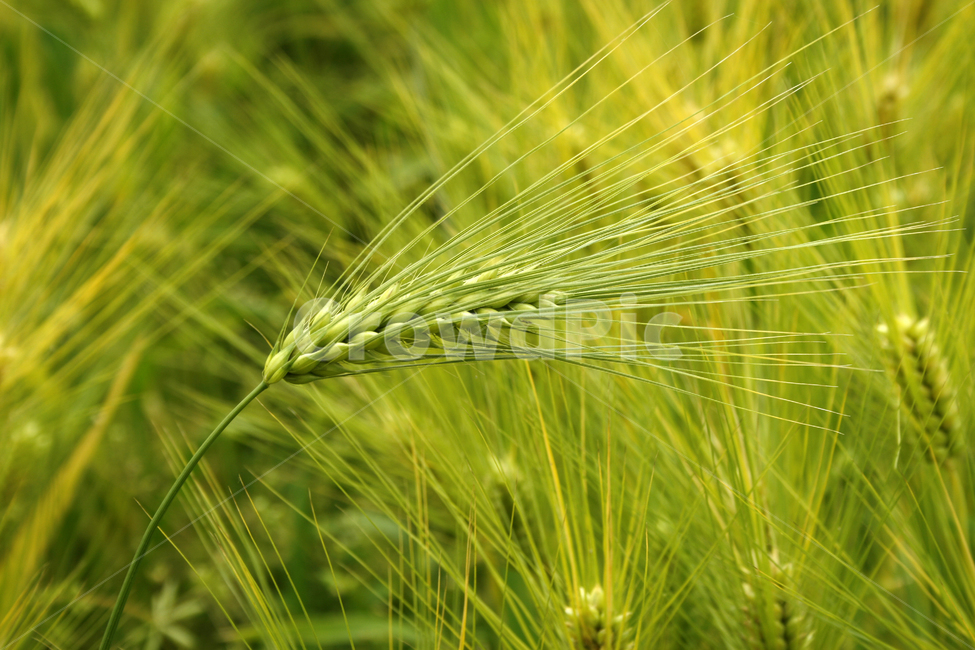 보리,밭,보리밭,식물,flower,plants,nature,풍경,식물,자연,plants,nature,곡류,곡식,cereals,산업,industry,industrial,농업,농사,agriculture,farming,farming industry