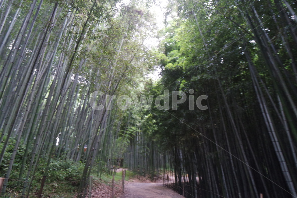 담양,죽녹원,대나무,대나무숲,죽통,숲,풍경,식물,plant,자연,풍경,nature,landscape,나무,trees,wood