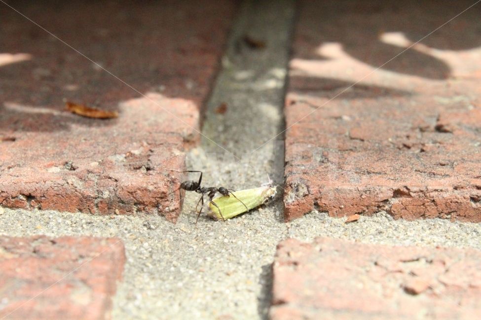 개미,곤충,벌레,바닥,일,동물,animal,곤충,벌레,insect,bug