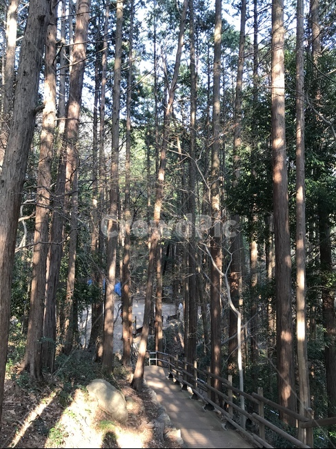 숲,나무,자연,산책,풍경,자연,풍경,nature,landscape,tree,plant,식물,tree trunk,나무 줄기