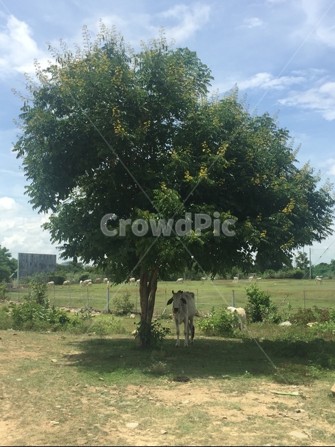 cambodia,cow,tree,캄보디아,소,그늘,휴식