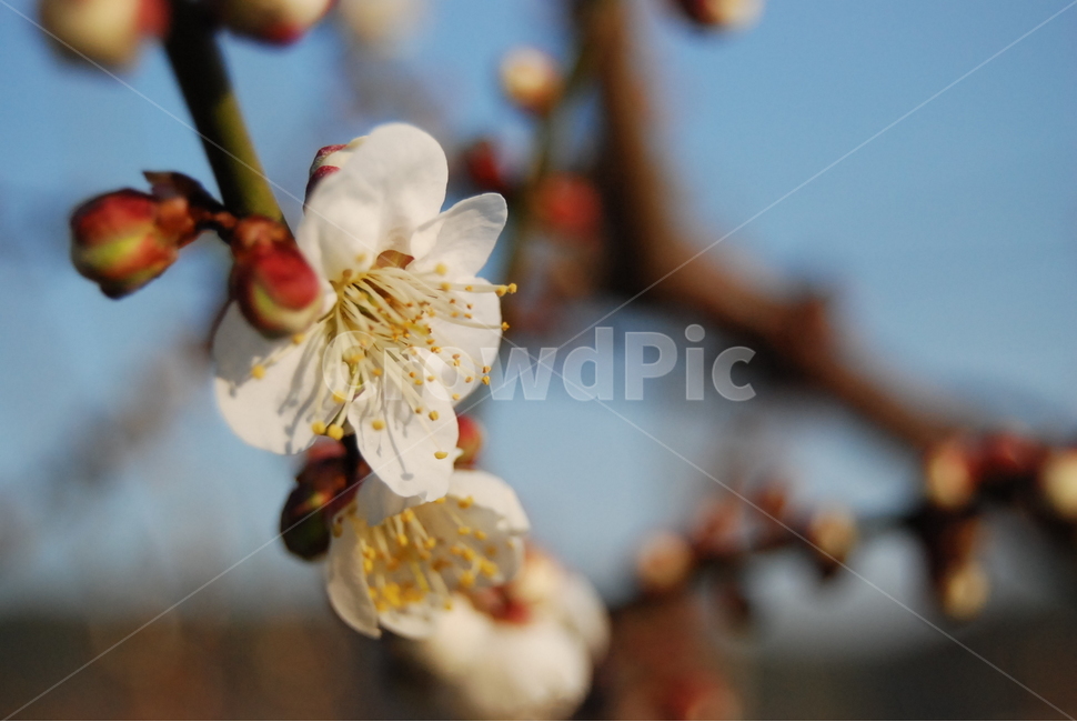 꽃,매화,꽃송이,꽃망울,flower,매화꽃,흰꽃,봄,계절,spring,season,식물,자연,plants,nature,꽃,flower,plant