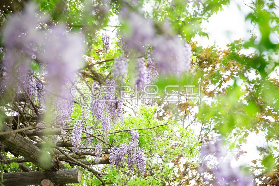 shade,rattan,emotional flower,flower,spring flowers,purple flower,Purple scent,purple,garden,wisteria flower,summer flowers