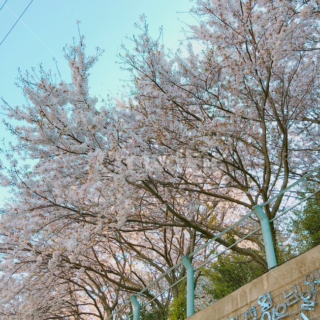 plant,꽃,flower,벚꽃,봄,나무,봄,계절,spring,season