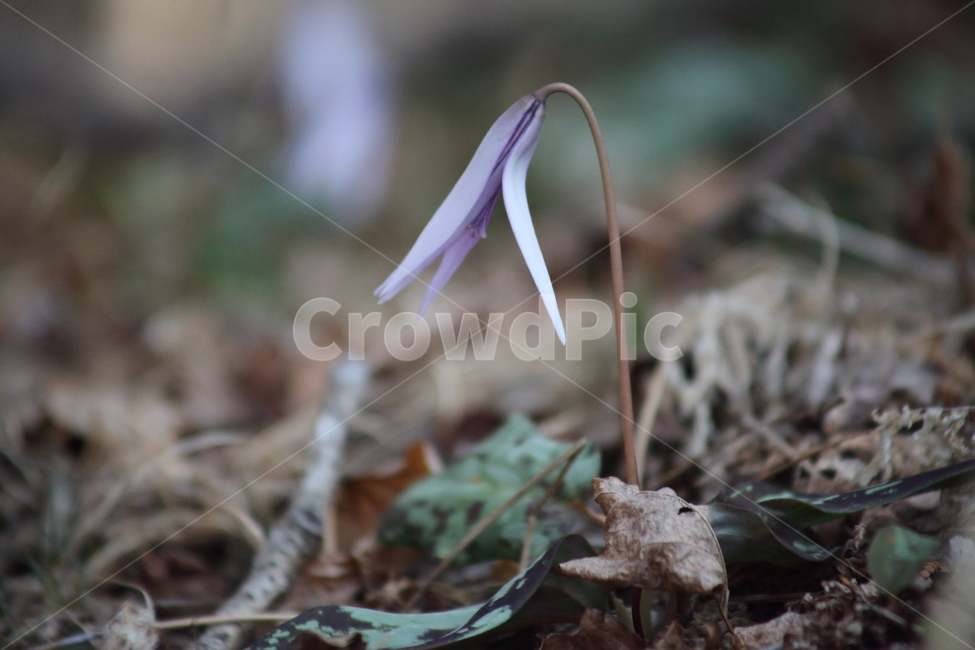 엘레지,엘리지,꽃,봄,erythroniumjaponicum,봄,계절,spring,season,식물,자연,plants,nature,꽃,flower,plant