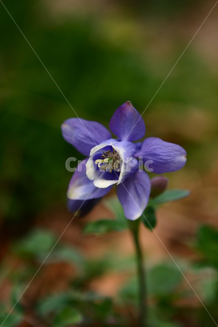 flower,꽃,매발톱,자연,식물,식물,자연,plants,nature,꽃,flower