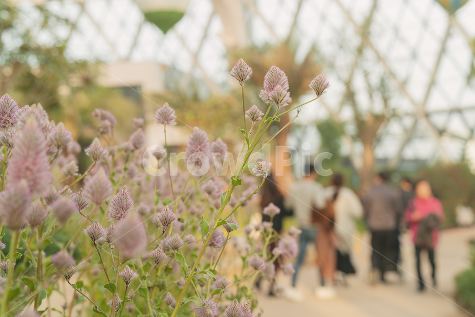 풀,꽃,야외,사람,식물,연보라,자연,식물,자연,plants,nature,꽃,flower