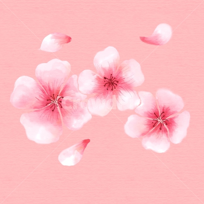 plant,식물,blossom,flower,꽃,벚꽃,봄,핑크,cherryblossom,pink,spring,cherryblossom,봄,계절,spring,season,그래픽,일러스트레이션,graphic,illustration