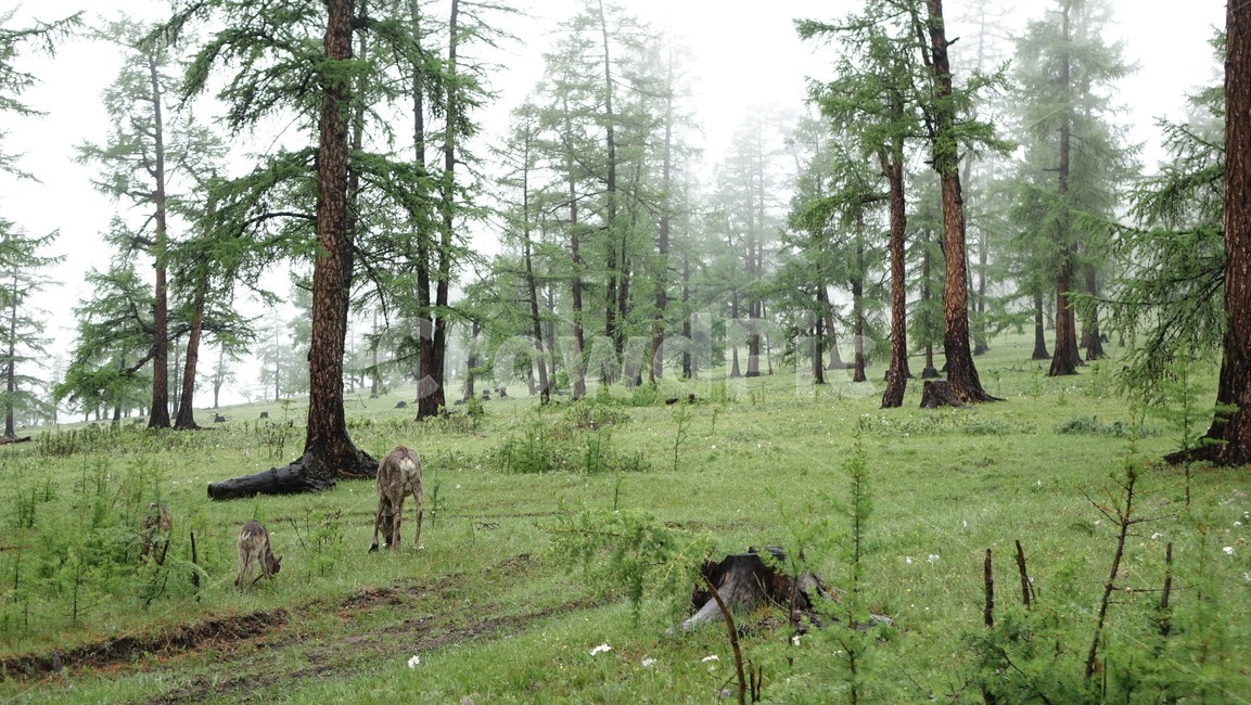 reindeer,forest,grass,숲,순록,animal,tree,나무,green,초록