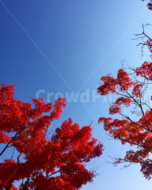 가을,단풍,하늘,단풍나무,풍경,자연,풍경,nature,landscape,가을,계절,fall,autumn,season,leaf,잎,plant,식물,tree,나무,maple