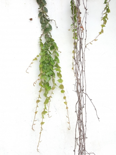 담쟁이,넝쿨,생명,담쟁이넝쿨,식물,식물,자연,plants,nature