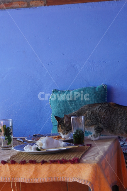 고양이,도둑고양이,길냥이,길고양이,동물,순간포착,animal,cat,모로코,남은음식,식사