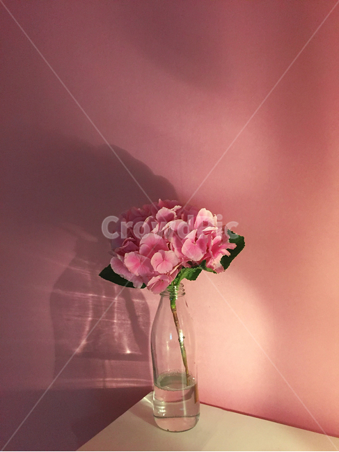 꽃,핑크,수국,감성,느낌,flower,pink,색상,색감,색깔,feelingofcolor,분홍