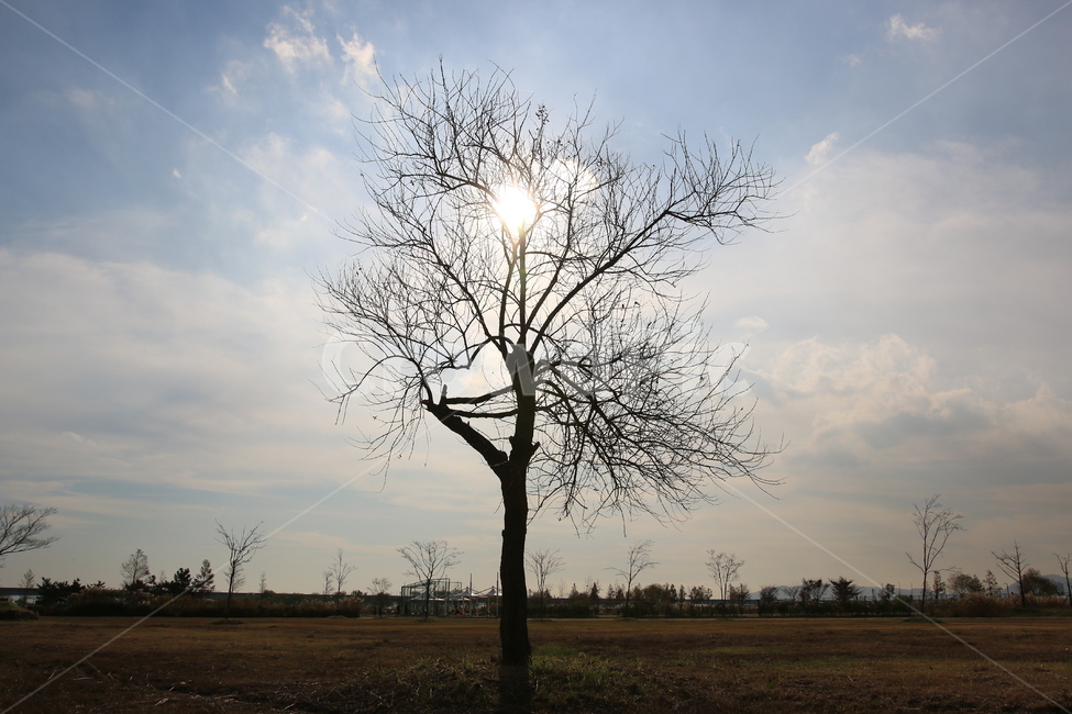 외로운,추억,아련한,기억,나무,자연,풍경,nature,landscape,tree,plant,식물