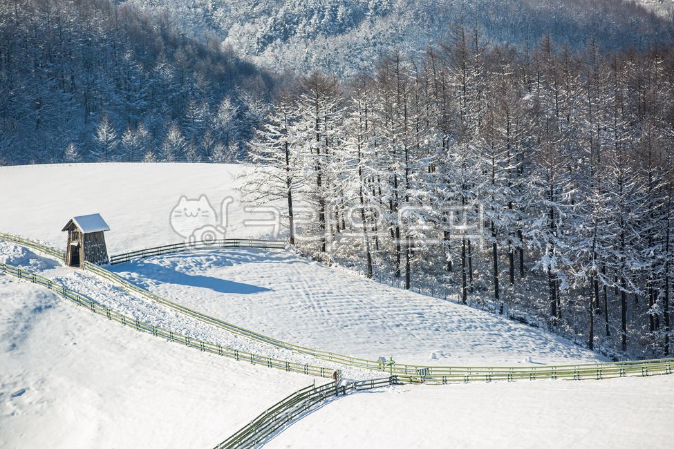 겨울,설경,눈,목장,나무,산,낮,대관령,날씨,울타리,산책로,숲,계절,눈내린,눈쌓인