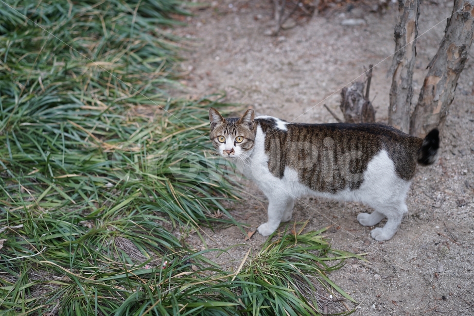 고양이,일상,동물,야옹이,캣,스냅사진,냐옹이,동물,animal,고양이,cat,kitten,kitty,포유류,mammal