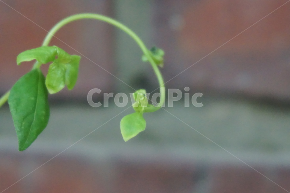 봄,풀잎,휘어짐,초록색,새순,생기,생명력,자연,식물,자연,plants,nature