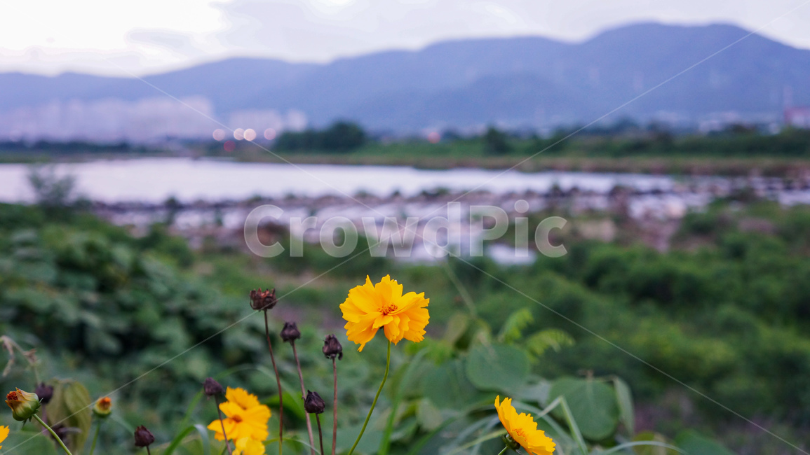 plant,식물,노랑색,노란꽃,냇가,금계국,식물,자연,plants,nature,꽃,flower