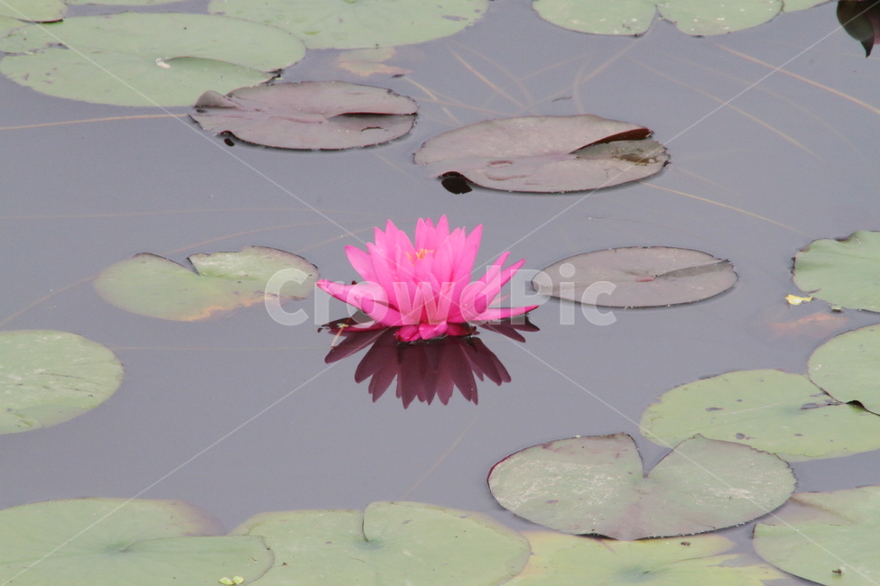 연,수련,꽃,식물,waterlily,식물,자연,plants,nature,꽃,flower