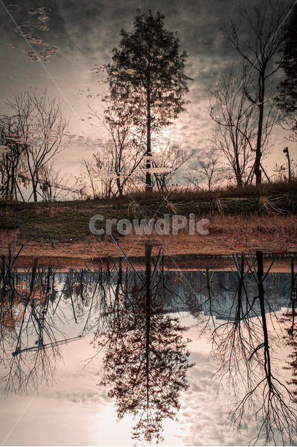outdoors,옥외,nature,자연,water,물,swamp,늪,나무,호수,반영,lake,tree