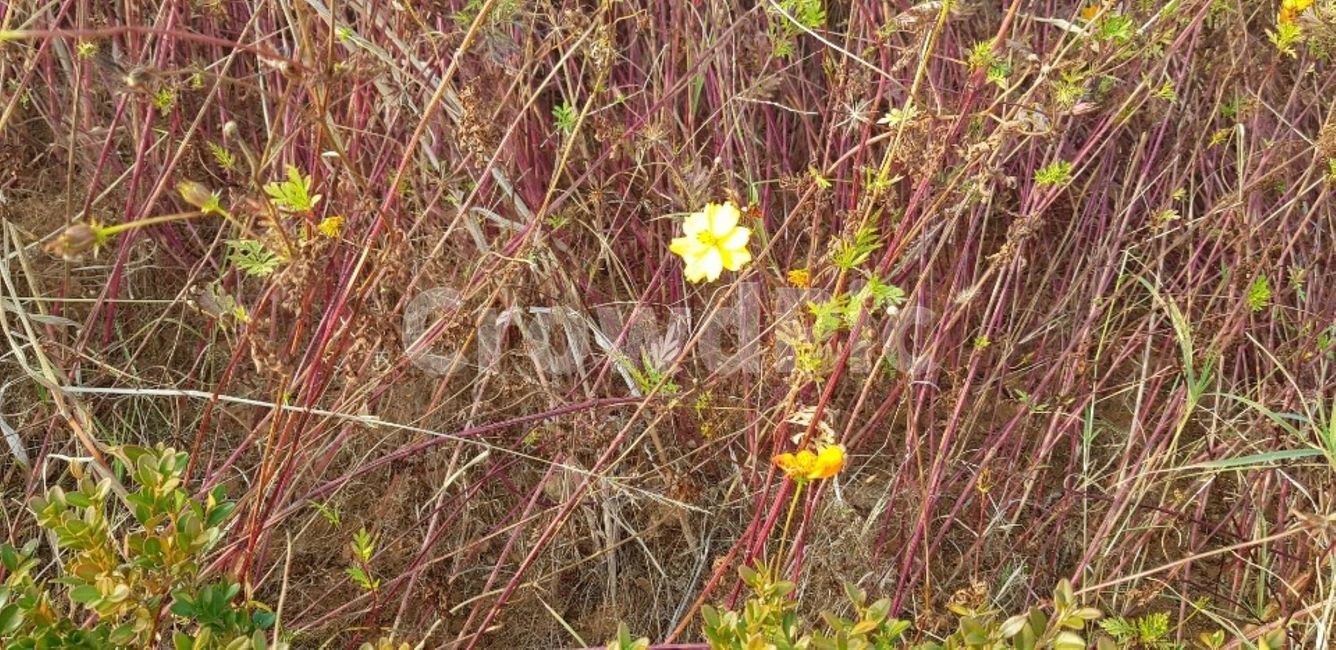 plant,식물,flower,꽃,잡초,야생화,들꽃