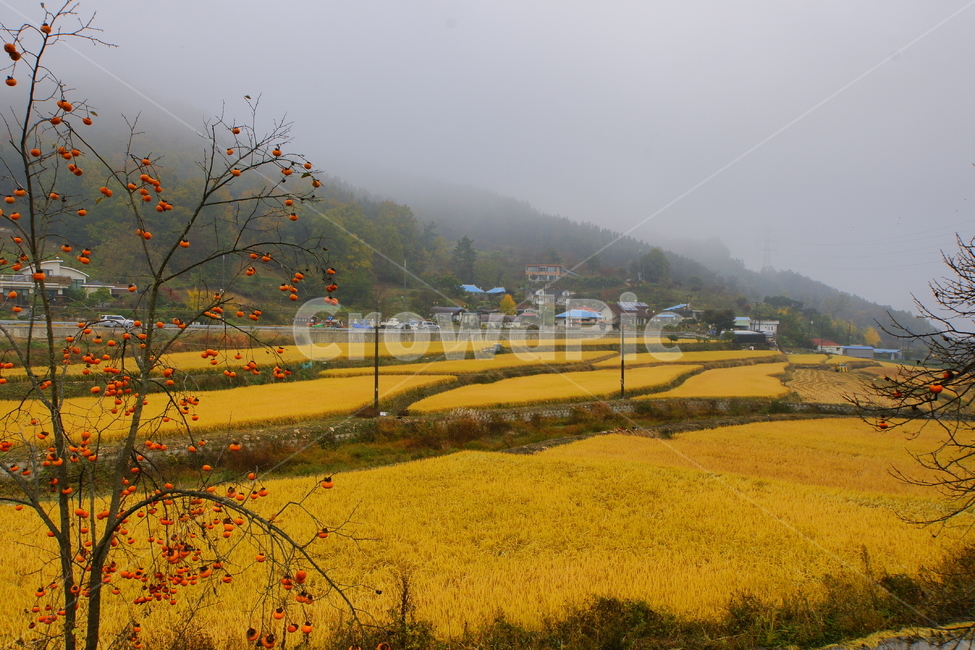 이현동,체험마을,가을,농촌,풍경,가을,계절,fall,autumn,season,시골,마을,풍경,landscape,country,rural,town,nature,자연,outdoors,옥외,경치,scenery