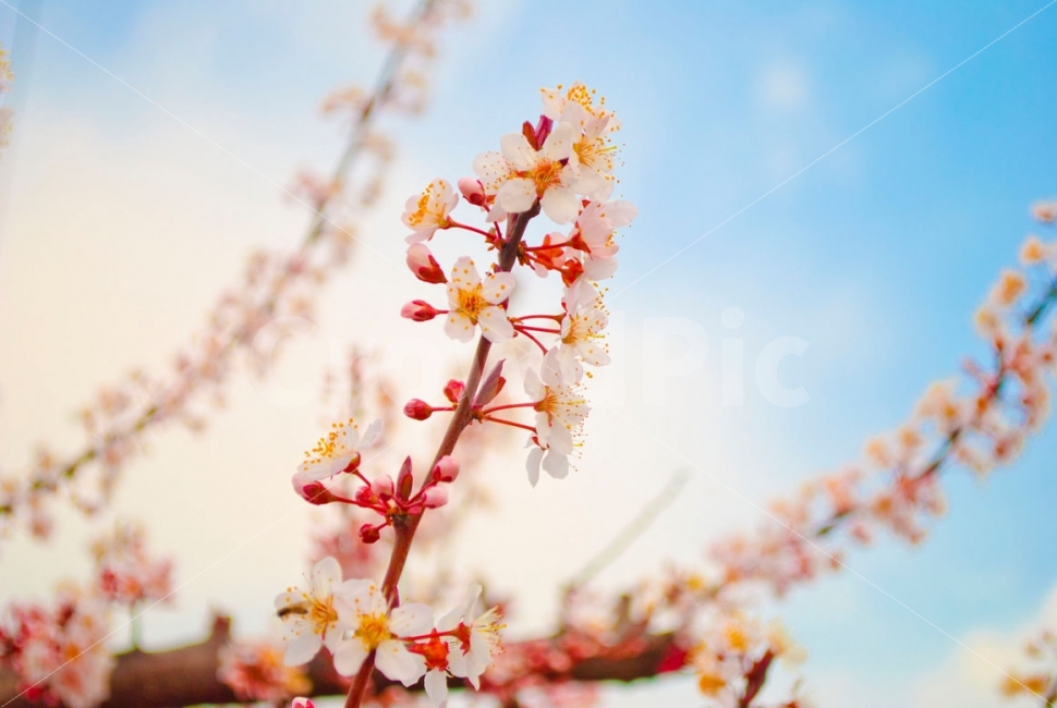 매화,꽃,나무,하늘,봄,자연,식물,매실,여행,flower,tree,sky,spring,nature,plants,travel,봄,계절,spring,season,식물,자연,plants,nature,꽃,flower,감성,sensible,feeling,plant