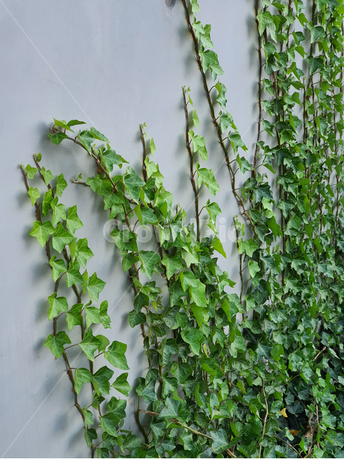 plant,식물,덩굴,넝쿨,넝쿨식물,덩굴식물,vine,벽,초록,green,엉키다,녹색,실록,담쟁이,색상,색감,싱싱한,신선한,자연,nautre,담장,나뭇잎,공원,야외,풍성한,배경,백그라운드,background,식물,자연,plants,nature