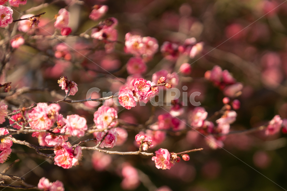 봄,매화,홍매화,나무,꽃,봄꽃,봄,계절,spring,season,식물,자연,plants,nature,꽃,flower,plant
