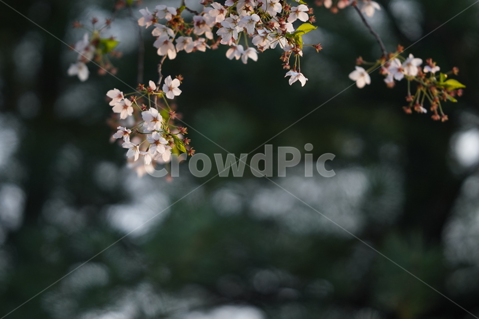 꽃,플라워,벚꽃,식물,생물,생명,계절,flower,화이트,흰색