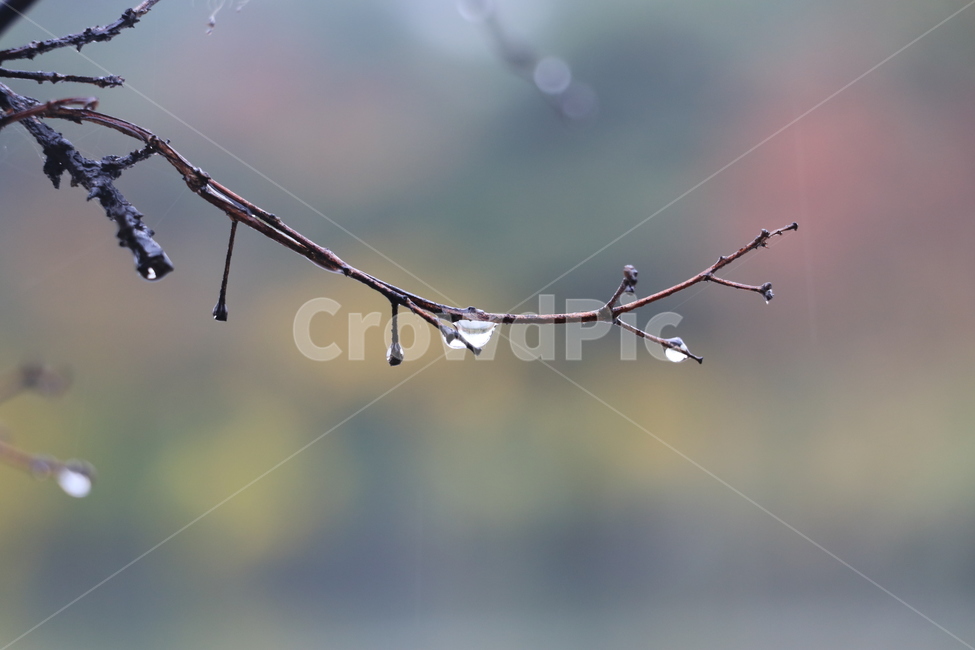 가을,낙엽,비,autumn,rain,가을비,autumnalrain,비,비오는날,rain,rainy