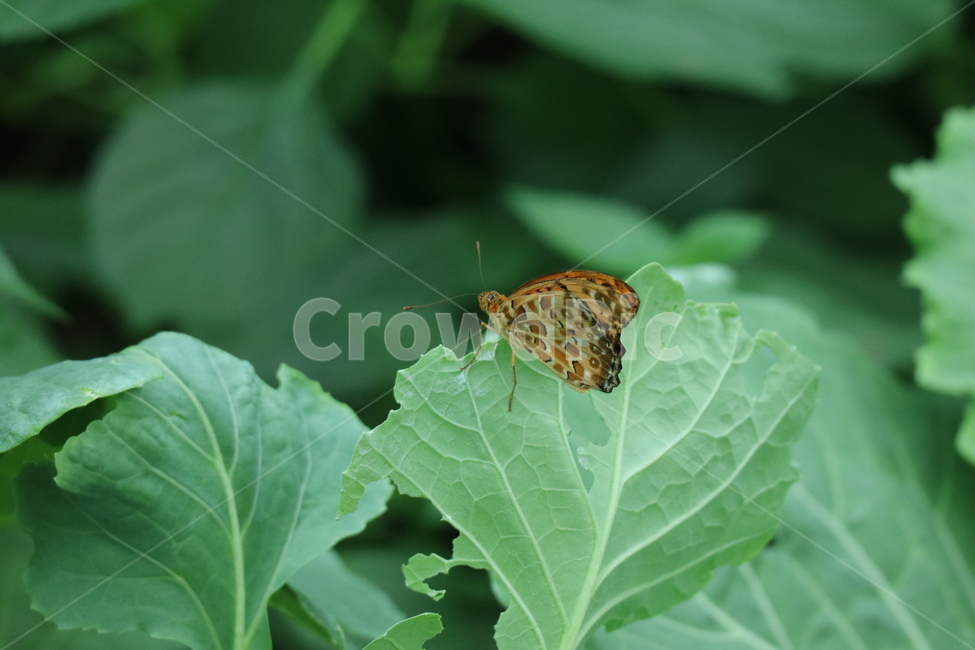 꽃,나비,풀잎,잎,잎사귀,자연,풀,동물,곤충,곤충,벌레,insect,bug