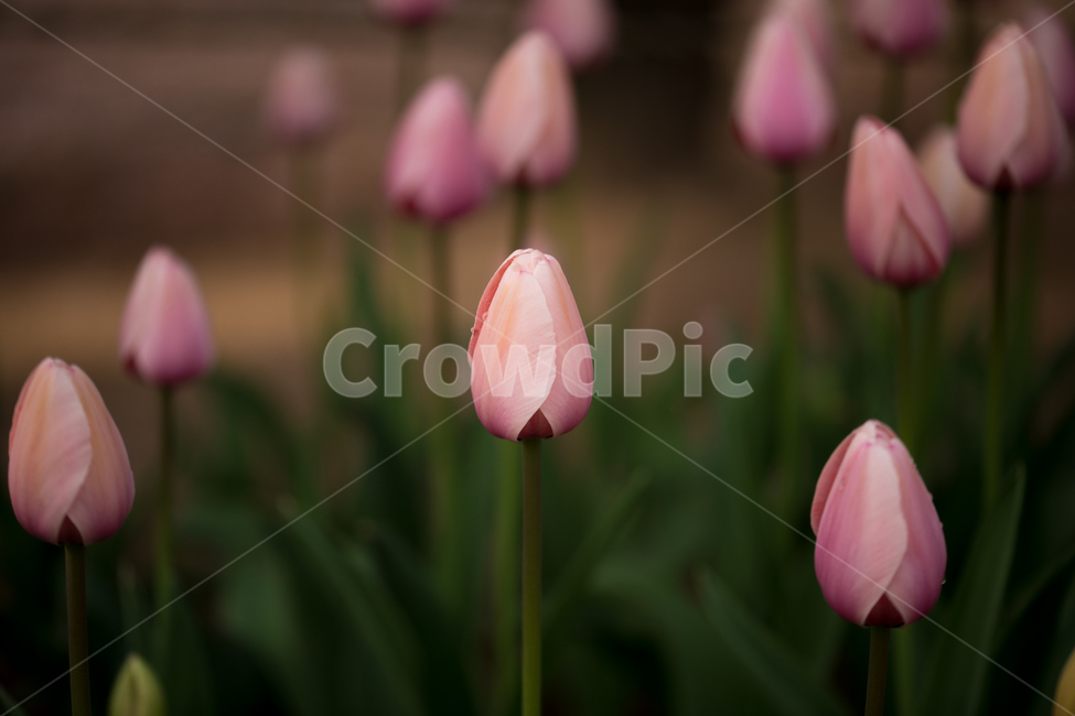 튤립,꽃,봄,봄꽃,식물,야외,실외,도심공원,봄,계절,spring,season,식물,자연,plants,nature,꽃,flower,plant,blossom,tulip