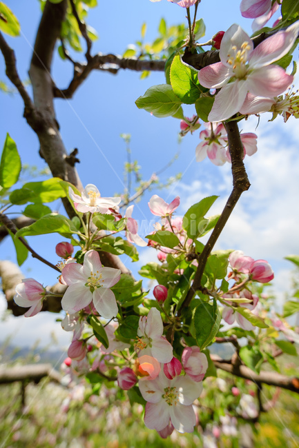 사과꽃,하늘,꽃,과일꽃,정원,식물,자연,plants,nature,꽃,flower