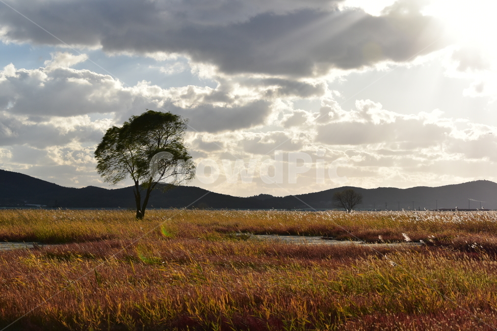 nature,자연,outdoors,옥외,savanna,대초원,grassland,목초지,field,들,우음도,갈대,왕따나무,나무,구름,오후,빛내림,자연,풍경,nature,landscape