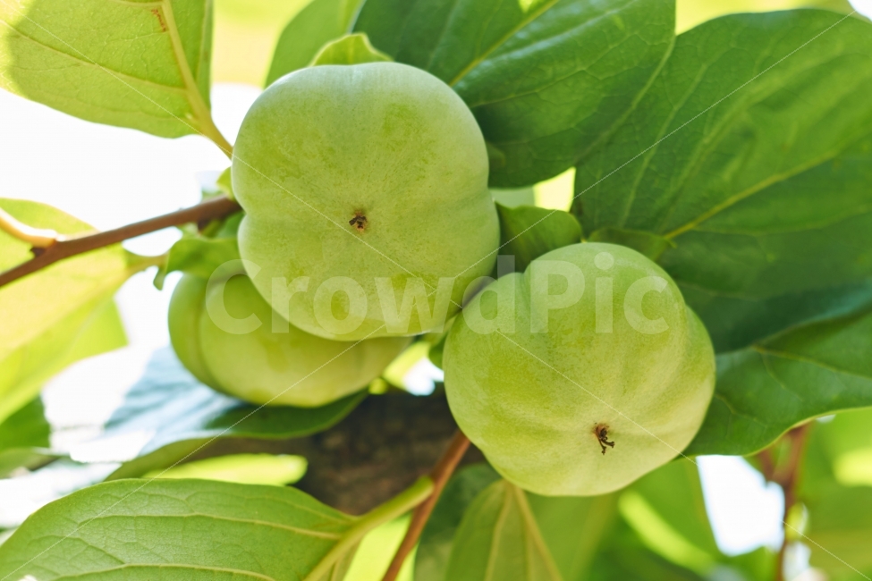 감나무,감,3개,녹색,가을,음식,과일,식품,자연,그린,persimmon,식물,자연,plants,nature,음식,식재료,요리,food,cook,meal,dishes,food reserves,과일,열매,fruit