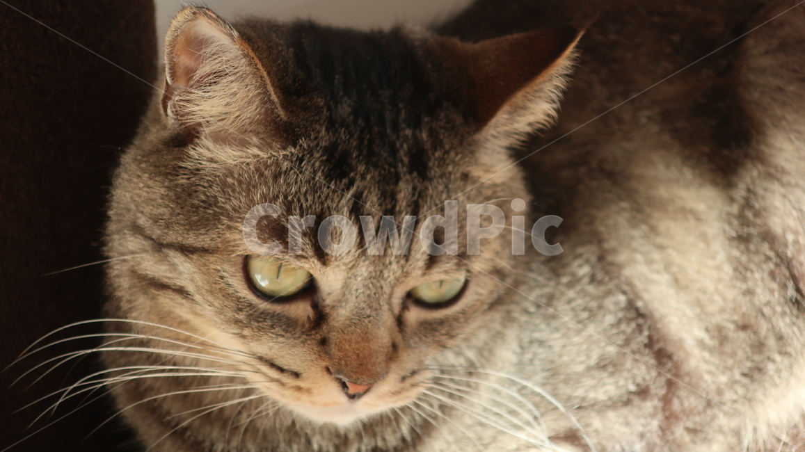 고양이,태비고양이,고등어줄무늬,태비줄무늬,검은고양이,귀여운,포유류,동물,pet,animal,mammal,반려동물,애완동물,반려묘,집고양이,cat,kitty,kitten,아기고양이,동물,animal,포유류,mammal,고양이,cat,kitten,kitty
