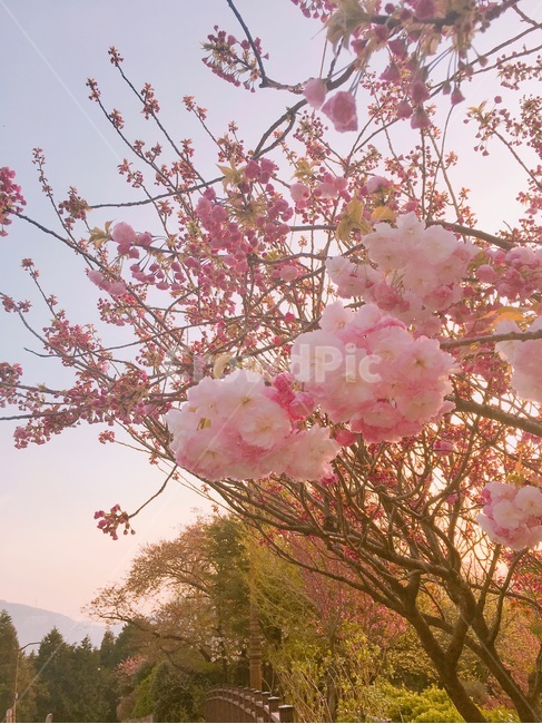 겹벚꽃,벚꽃,노을,벚꽃노을,벚꽃놀이