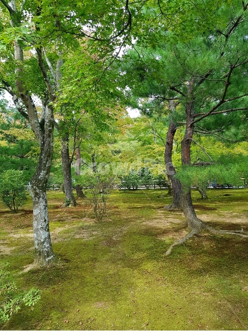 나무,잔디,풍경,일본,교토