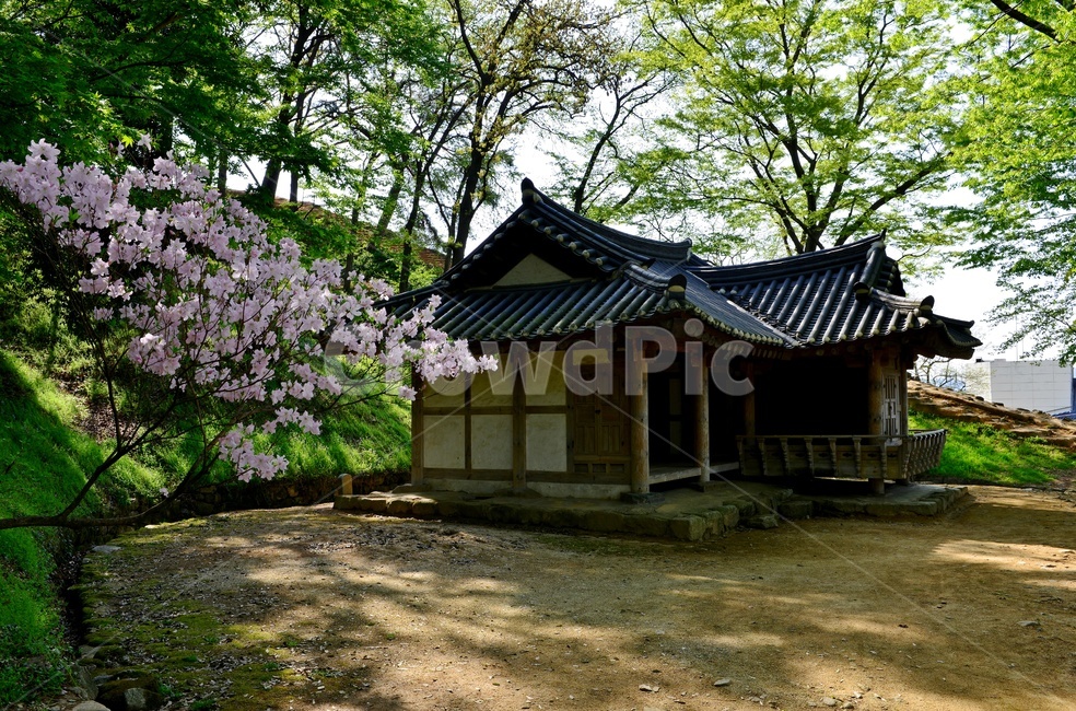전북,고창,고창읍성,모양성,봄,봄꽃,계절,outdoors,옥외,nature,자연,plant,식물,blossom,flower,꽃,벚꽃