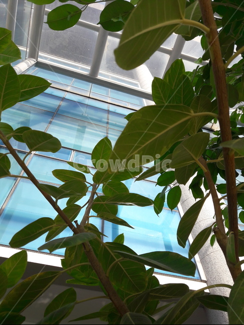 leaf,잎,plant,식물,조경,실내원예,원예,원예식물,식물,자연,plants,nature
