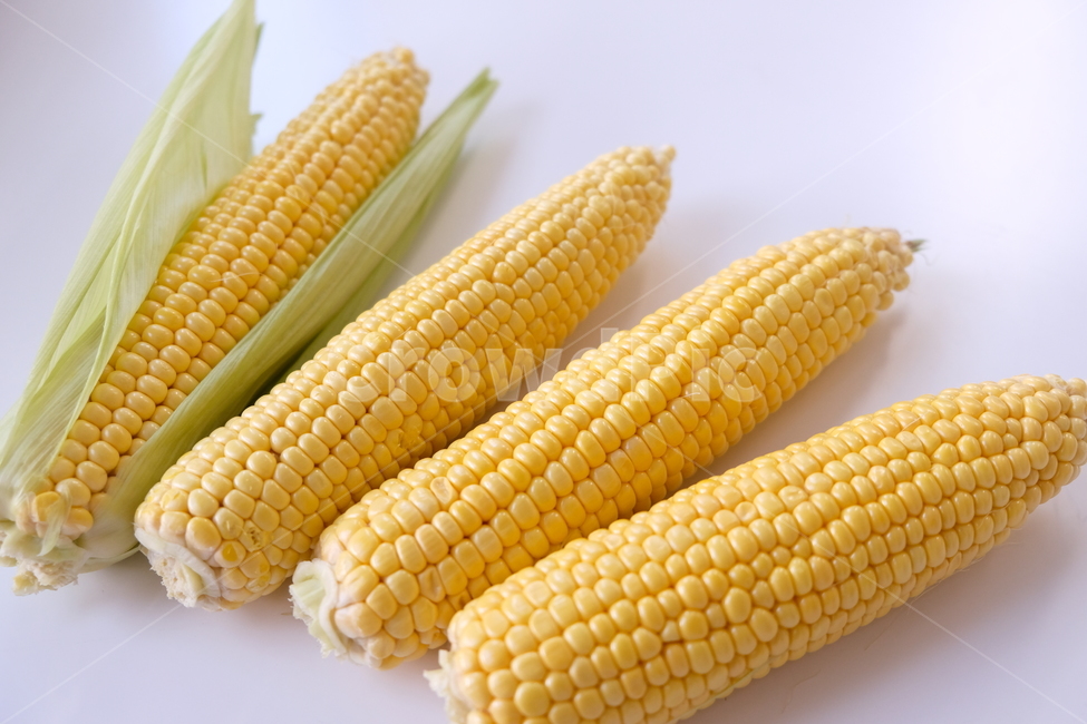 옥수수,초당,콘,노란옥수수,신선,식품,음식,초당옥수수,corn,yellow,fresh,food,음식,식재료,요리,food,cook,meal,dishes,food reserves,곡류,곡식,cereals