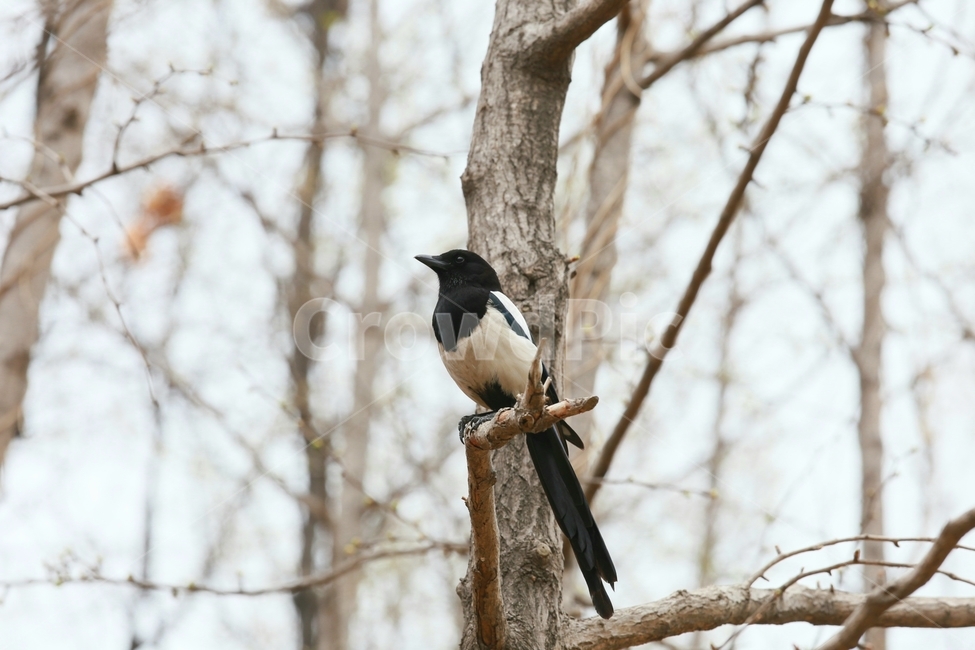 animal,동물,bird,새,까치,동물,animal,조류,새,birds