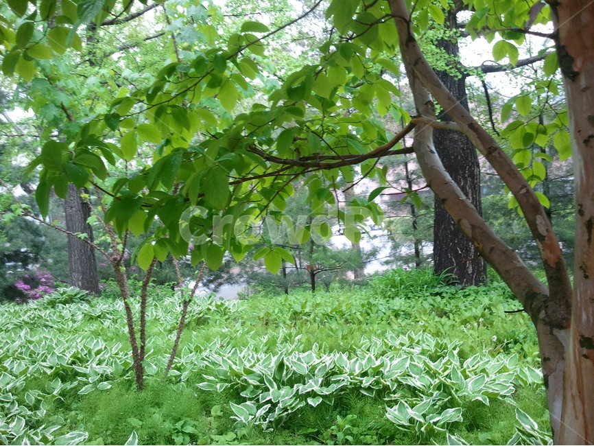 숲속,자연,숲,풍경사진,산,자연,풍경,nature,landscape,식물,plants,나무,trees,wood,tree,plant,tree trunk,나무 줄기