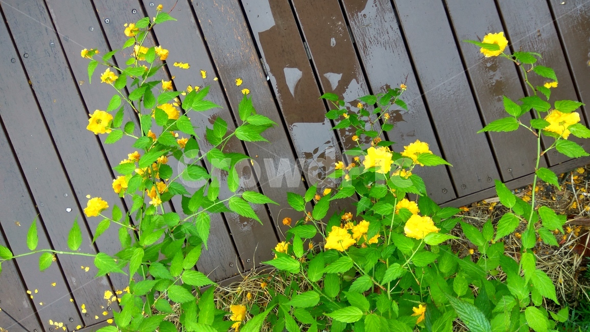 꽃,노란꽃,그림자,flower,비온뒤