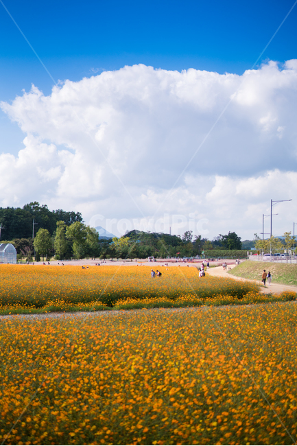 자연,풍경,꽃,꽃밭,식물,flower,가을,계절,fall,autumn,season,식물,자연,plants,nature,꽃,flower