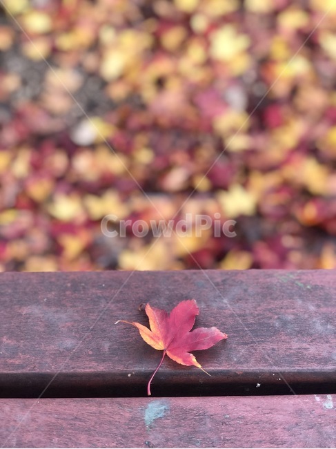 단풍,식물,tree,나무,plant,잎,leaf,maple